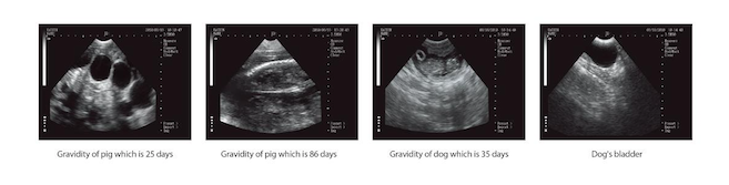 Used MSU-1Vet Ultrasound for Goat, Pigs, Sheep